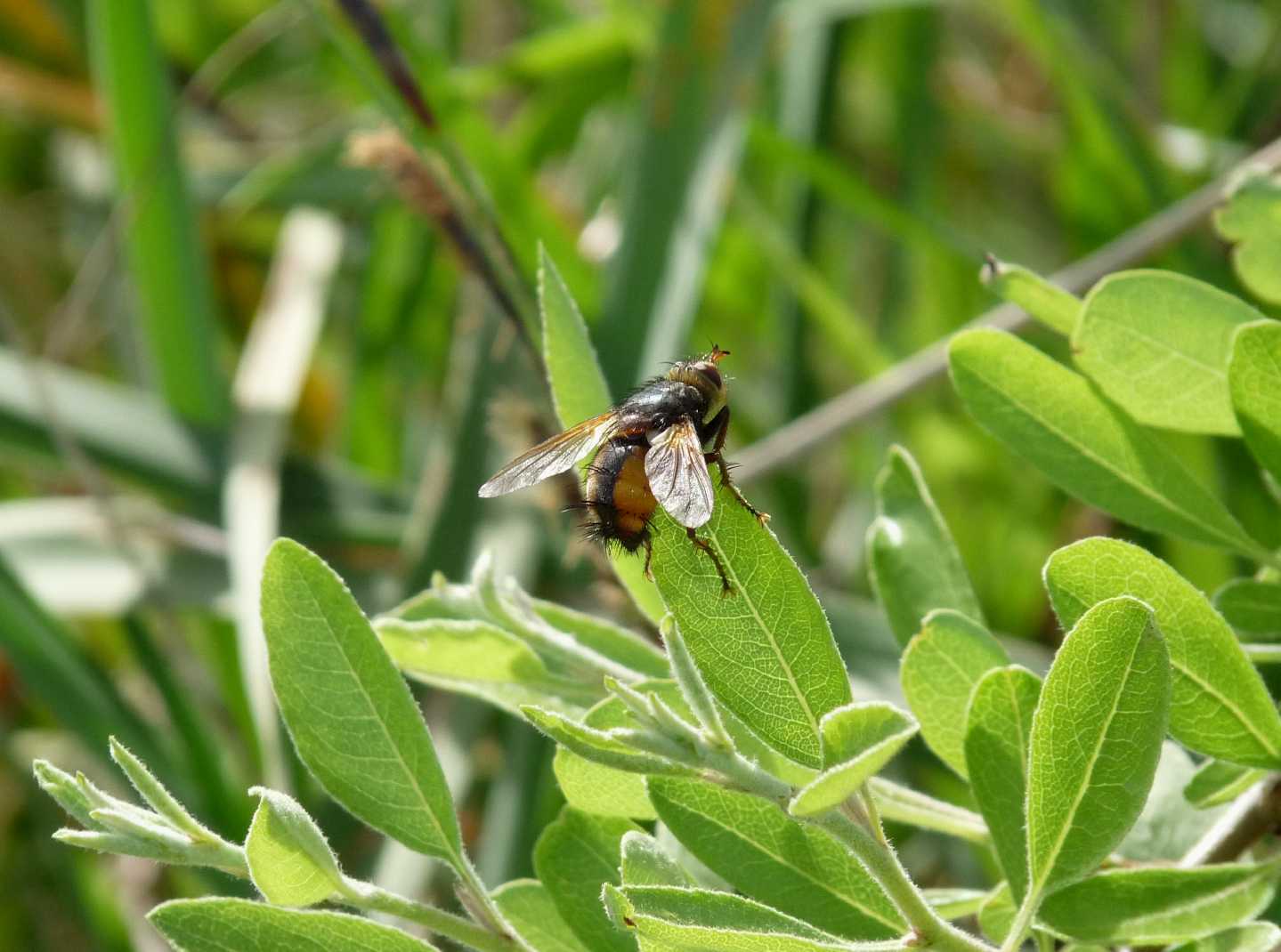 Tachina sp. (Tachinidae)